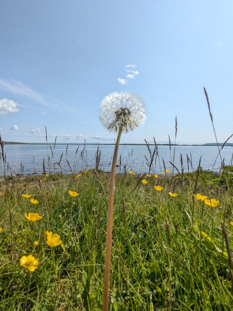 IcelandDandelionLake
