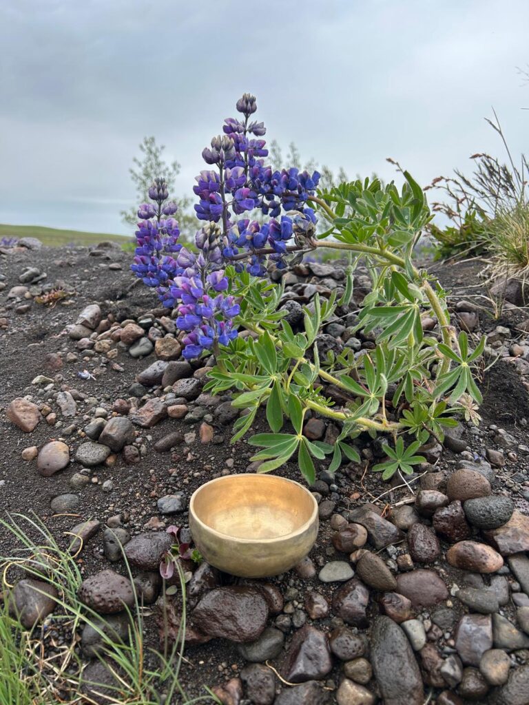 IcelandSingingBowlLupine